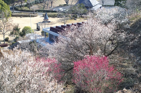 朝倉文夫美術館の梅