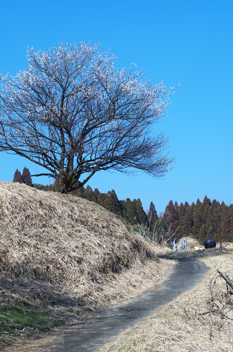 朝倉文夫美術館の梅