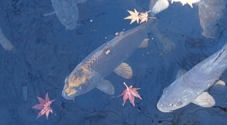 人面魚