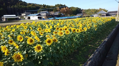 12月のひまわり