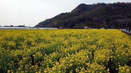 一面、菜の花