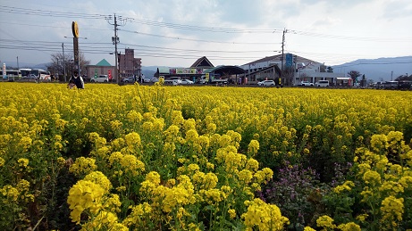 一面、菜の花