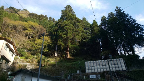樹齢４００年
