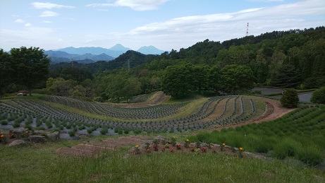ラベンダーが咲く予定