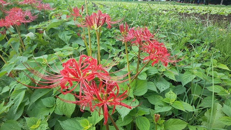七ツ森古墳群の彼岸花