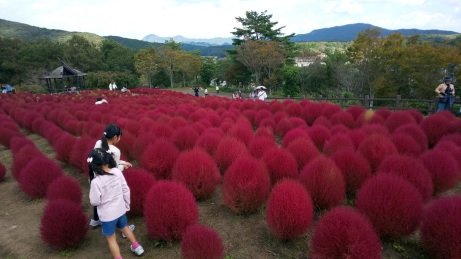 るるパークのコキア