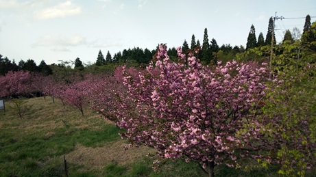 まだ桜あるよ～