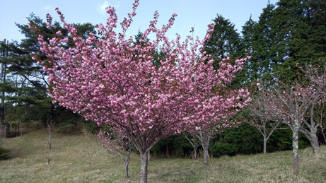 まだ桜あるよ～