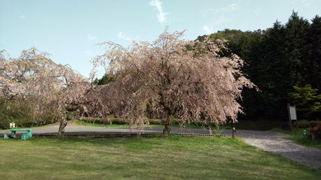 まだ桜あるよ～