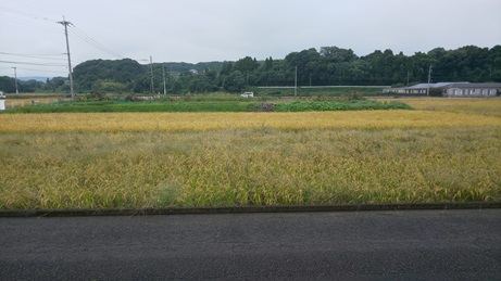 実りの秋？
