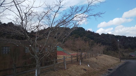 一輪も咲いてなかった！