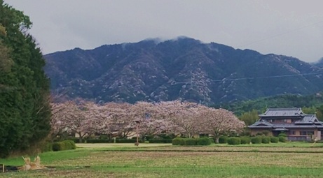 咲いてますね～