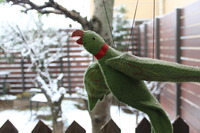 雪やで～