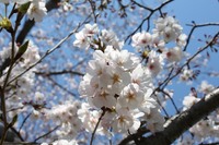 さくら