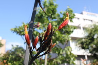珍しい花咲きました(^o^)丿
