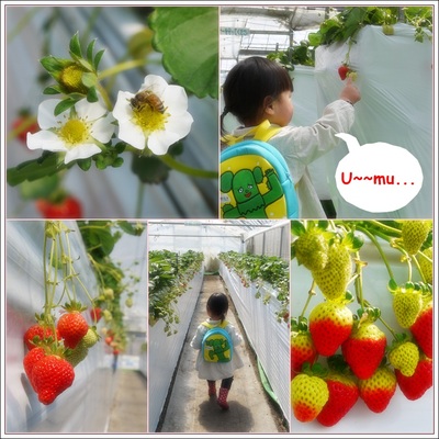 イチゴ苺いちご~ヽ(^o^)ノ