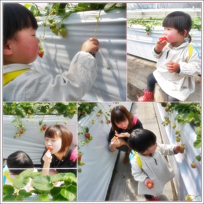 イチゴ苺いちご~ヽ(^o^)ノ