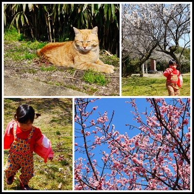 お花見(^ω^)