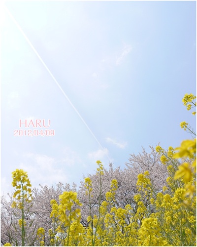 今日のお花見。