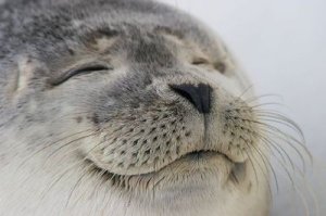 はてさて(・ω・)