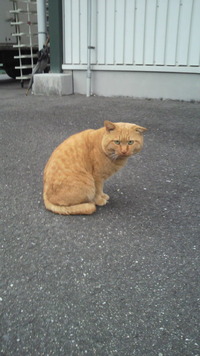 きゅん(pq*´3`*)