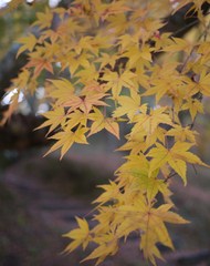結局