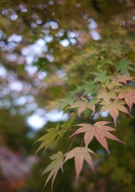 結局