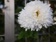 散歩