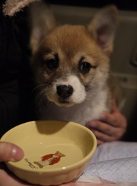 子犬がやってきた☆