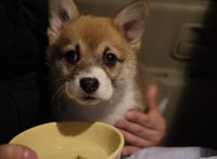 子犬がやってきた☆