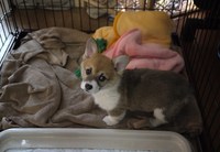 癒し(*´∇`*)