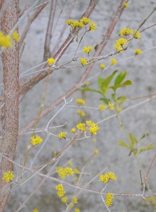 春を感じる☆