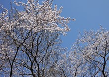 お花見ドライブ