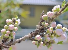 4ヵ所でお花見♪
