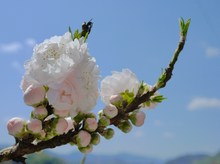 4ヵ所でお花見♪