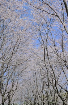 4ヵ所でお花見♪
