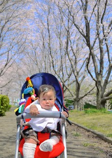 4ヵ所でお花見♪
