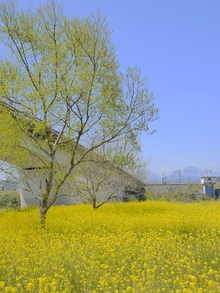 4ヵ所でお花見♪