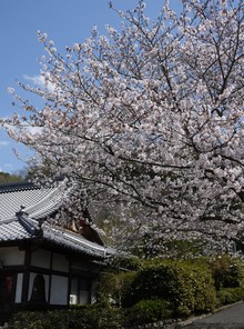 4ヵ所でお花見♪