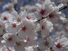 4ヵ所でお花見♪