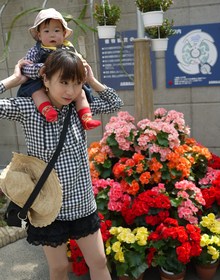 連日お花見☆彡