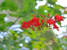 連日お花見☆彡