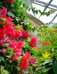 連日お花見☆彡