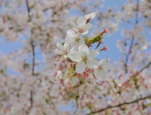 連日お花見☆彡