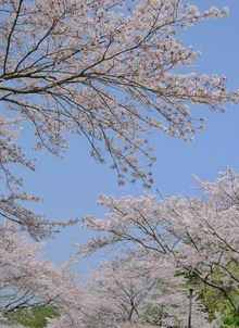 連日お花見☆彡