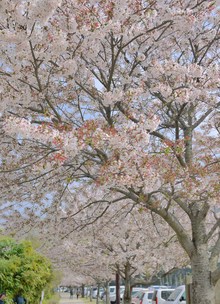 ミニ関口宏とお花見(´ω`)