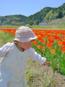 チューリップ祭り