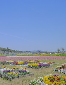 チューリップ祭り