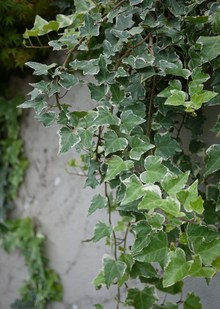 クチナシ