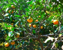 集まれ!大分・芋姉ちゃんの会☆
